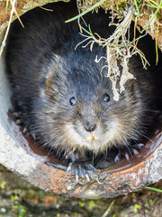 Water Vole Head Looking out of a Hole