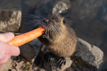 Nutria eating a carrot. On background is a river. Natural environment. Also known as nutria or Myocastor coypus.
