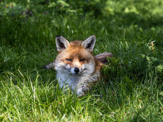 Naklejka na ściany i meble Red Fox in a Meadow