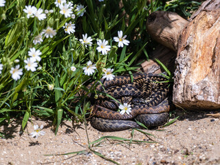 Adder Snakes Coiled Up