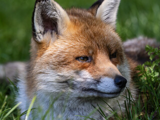 Red Fox Close-up in a Meadow