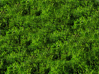 green grass background