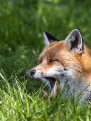 Naklejka na ściany i meble Red Fox Yawning Close-up in a Meadow