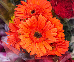 Gerberas de color rojo