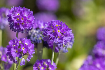 Fototapeta premium Purple Flowers in the Spring