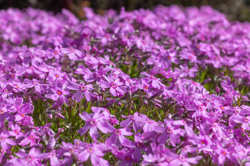 Obraz premium Phlox Subulata flowers in Scotland