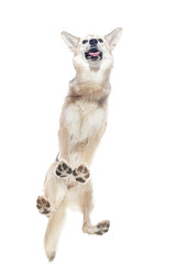 From bellow mixed breed shepherd dog standing isolated on white background