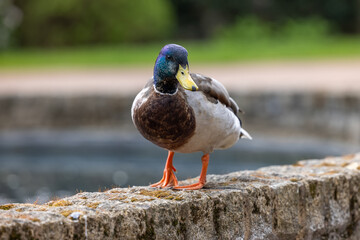 Mallard Duck standing on a wall
