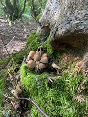 mushrooms on a tree