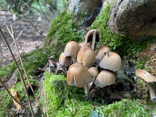 mushrooms in the forest