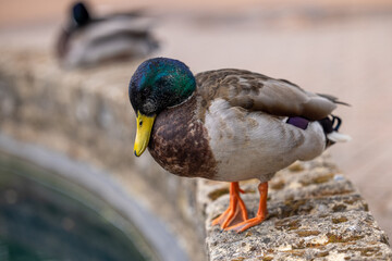 Mallard Duck standing on a wall