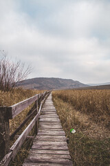 Amazing swan with walking path during autumn in Sic Cluj-Napoca