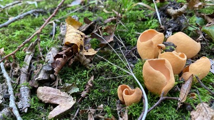 mushrooms in the forest