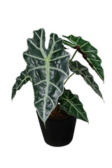 Shiny dark green heart-shaped leaves of African Mask plant (Alocasia amazonica) indoors potted plant for room decor, tropical foliage houseplant in black pot isolated on white with clipping path.