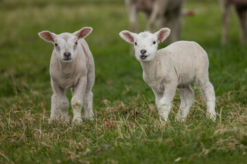 Naklejka na ściany i meble Cute lambs in the field, Scotland