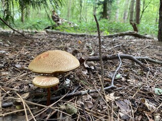 Fototapeta premium mushrooms in the forest