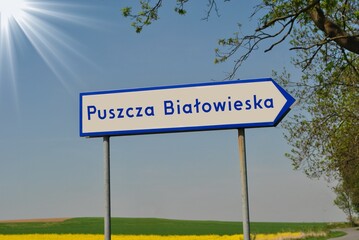 Puszcza Białowieska - obrazy, fototapety, plakaty