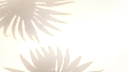 Fototapeta na wymiar Space shadow summer background. Plant leaf shadows on white wall in abstract tropical sunlight texture. Exotic travel conception. Template background for text, wallpaper.