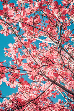 View looking up through a pink blossoming dogwood tree with blue spring sky in the background