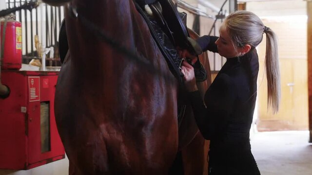 Equestrian sport - a woman putting on a black leather saddle on horse