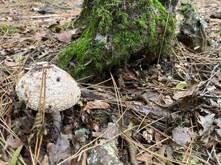mushroom in the forest