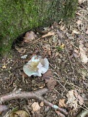 mushrooms in the forest