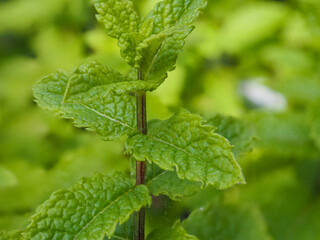 Close up of mint leaves