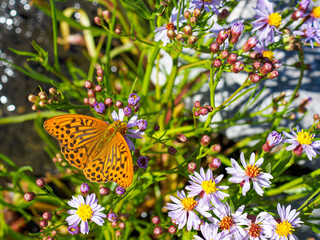 Close up of a great spangled fritillary