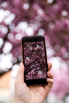 Picture of mobile phone photography. Woman taking picture of cherry blossom tree. Beautiful cherry blossom sakura in spring time over blue sky. Spring time in the nature. Botanical garden.