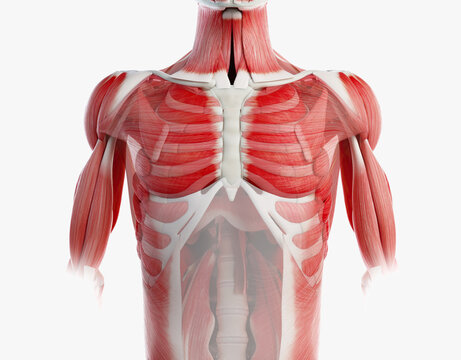 Upper Body Muscles Images – Browse 190,281 Stock Photos ...