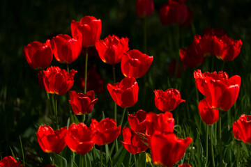 Obraz premium Tulips in Park at Spring