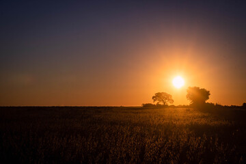 soybean field for harvest