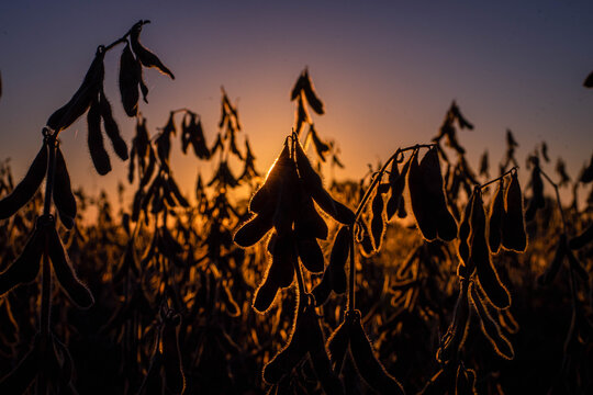 soybean field for harvest