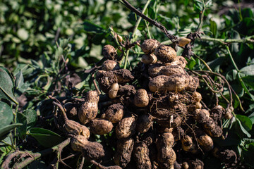 peanut field and harvest