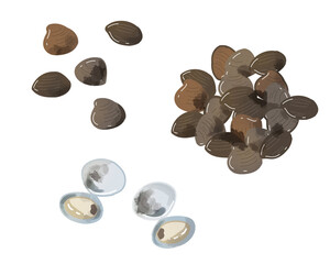 シジミ　水彩風