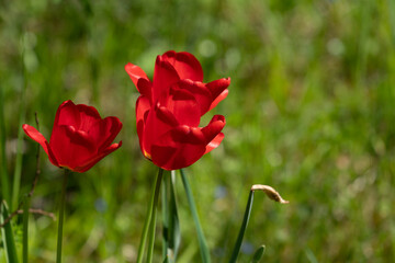 Tulips in Park at Spring