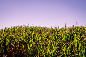 corn field in Córdoba Argentina