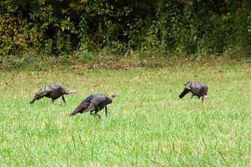 Turkeys eating in a field of grass