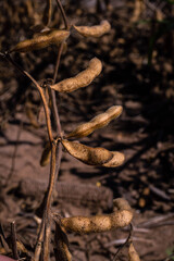 soybean field for harvest