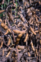 soybean field for harvest