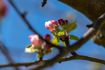 Blossoms on a tree in the park