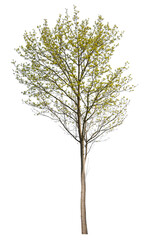 Cut-out acer tree isolated on white background