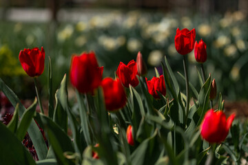 Tulips in Park at Spring