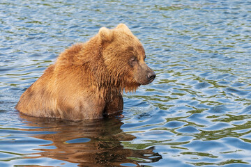 Terrible Kamchatka brown bear standing in water, looking around in search red salmon fish. Wild beast fishing during spawning in natural habitat. Eurasia, Russian Federation, Kamchatka Peninsula