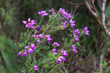 flowers in the field