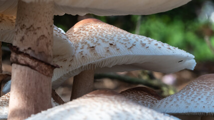 Cluster of Parasol Mushrooms Sprouting Up From the Ground