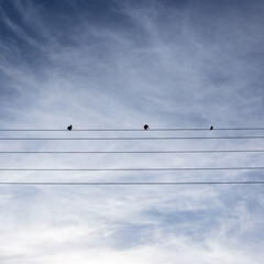 Birds sit on wires against a blue sky