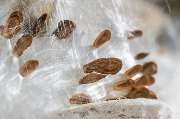 Nature Abstract: Elegant White Milkweed Fibers Presenting Their Seeds