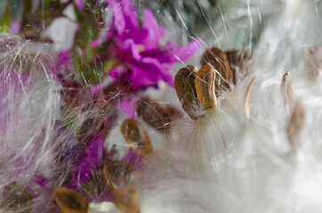 Nature Abstract: Elegant White Milkweed Fibers Presenting Their Seeds