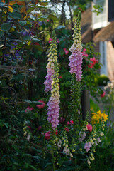 Land Idylle Pflanzen Fingerhut